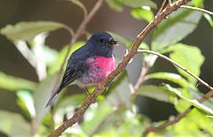 Pink Robin